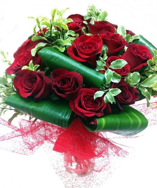 Розы бордовые бархатные - 74 фото